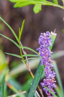 ヤブランの紫色の花穂 ヤブランの紫色の花穂 ヤブラン,花,紫の写真素材