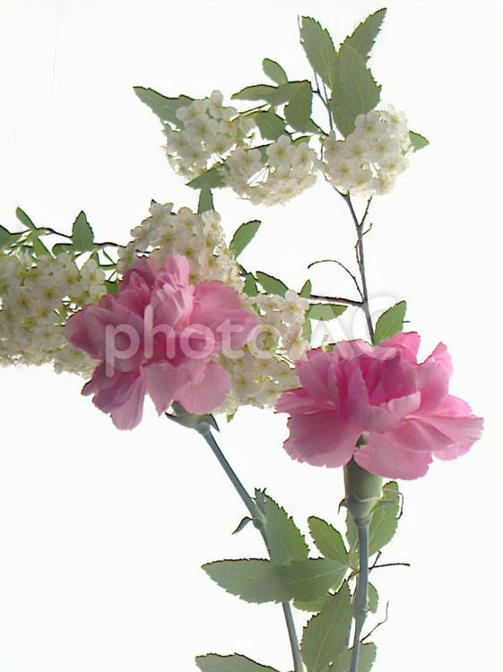 カーネーションとコデマリc カーネーション,母の日,マザーズディの写真素材