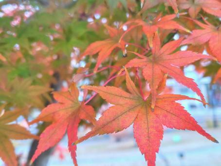 真っ赤なモミジ_44 紅葉,もみじ,秋の写真素材