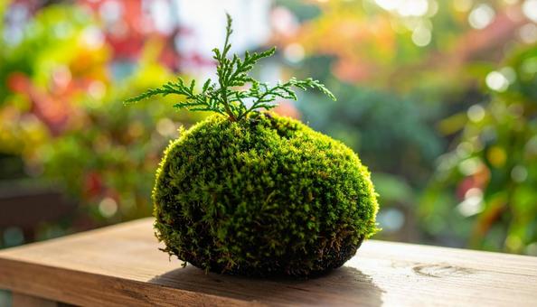 苔玉 苔玉の写真