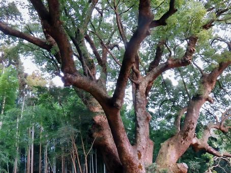 2016年当時の上谷の大クス 上谷の大クス,クス,巨樹の写真素材