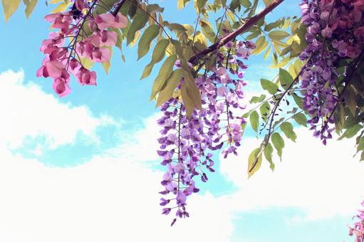 藤の花咲くの写真