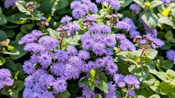 紫の小花 紫,花,小花の写真素材