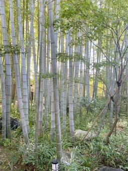 竹林 竹林 自然,植物,竹の写真素材