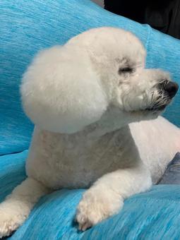 犬の横顔 犬の横顔の写真