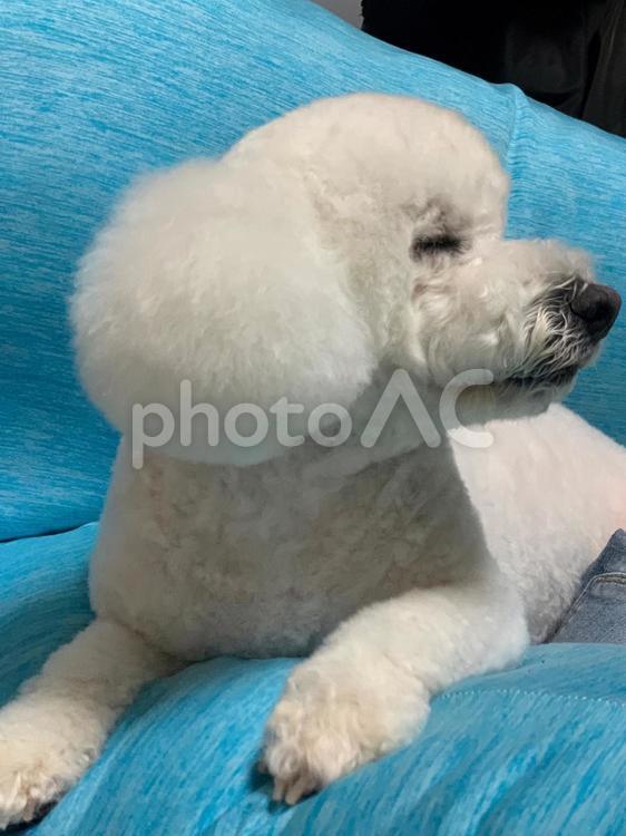犬の横顔 ビションフリーゼ,犬,白い犬の写真素材