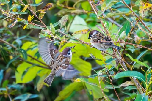 スズメの若鳥(75) 鳥,スズメ,若鳥の写真素材