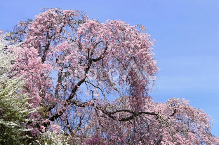 枝垂れ桜と青空 桜,花,春の写真素材