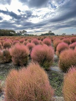 秋の空 空,華やか,アウトドアの写真素材