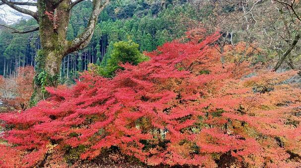 真っ赤なドウダンツツジ(その① ドウダンツツジ,つつじ,紅葉の写真素材