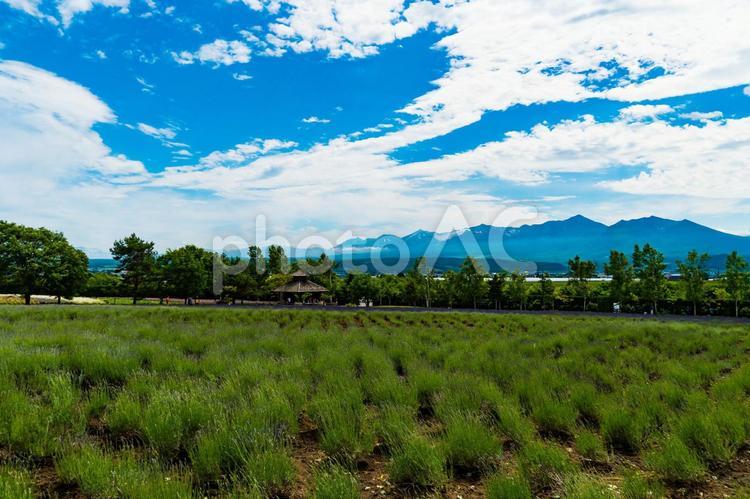 富良野からみた十勝連峰 風景,自然,夏の写真素材
