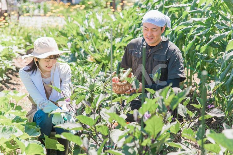 畑で野菜を収穫する農家の女性・男性・夫婦 農業,畑,農家の写真素材