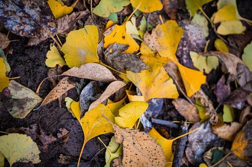 北海道　札幌市の紅葉 北海道,北,札幌市の写真素材