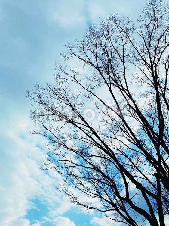 静寂の冬の木 冬,木,風景の写真素材