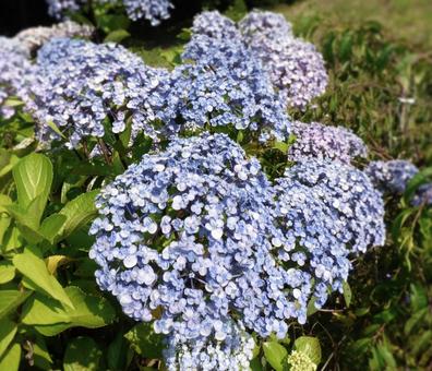 Hydrangea 006, JPG Hydrangea 006, JPG