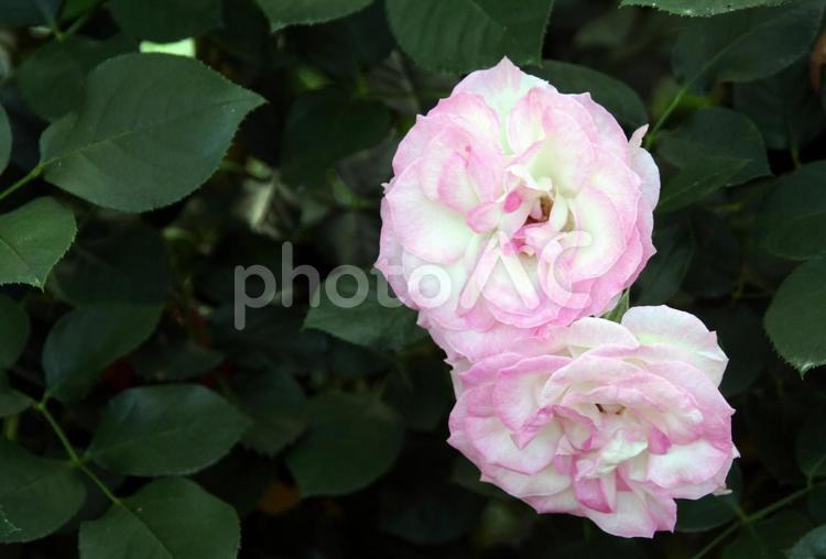 自然の造形　薔薇の花 かれん,かわいい,きれいの写真素材