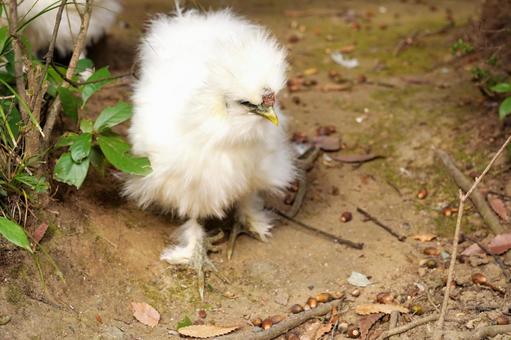 ふわふわのシルキーチキン 動物,鶏,鳥の写真素材