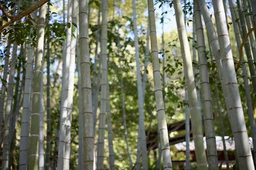 竹林 竹林の写真