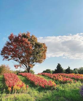 花のある風景 花のある風景の写真