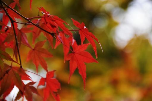 紅葉の写真
