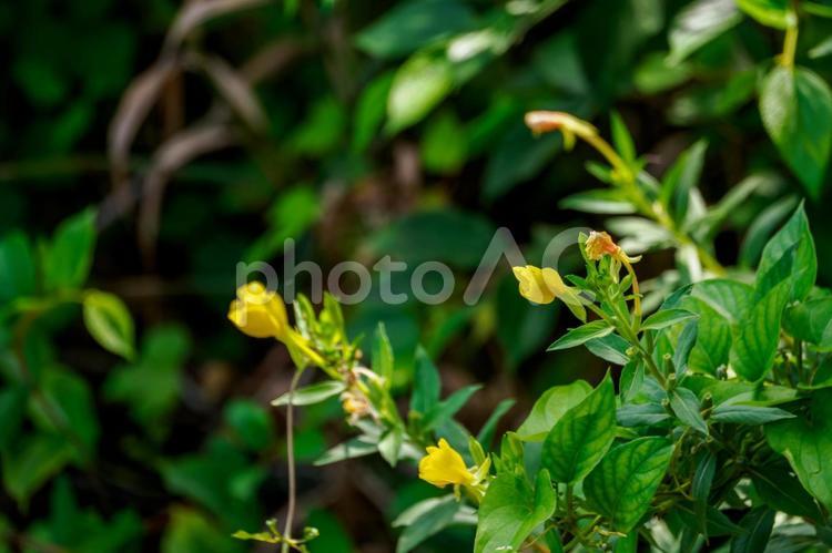 メマツヨイグサ⑻ 春,花,メマツヨイグサの写真素材