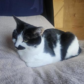 こんまりするハチワレ妹猫 猫,動物,ペットの写真素材