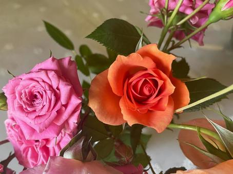 柔らかな光がさすオレンジとピンクのバラ 柔らかな光がさすオレンジとピンクのバラ バラ,薔薇,オレンジの写真素材