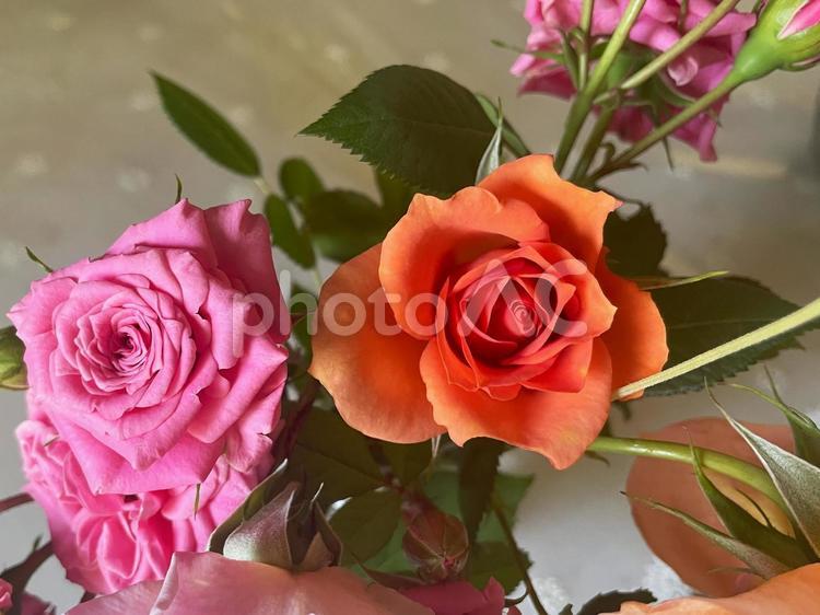 柔らかな光がさすオレンジとピンクのバラ バラ,薔薇,オレンジの写真素材