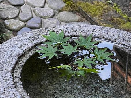 手水鉢のモミジ 手水鉢のモミジ 手水鉢,モミジ,演出の写真素材