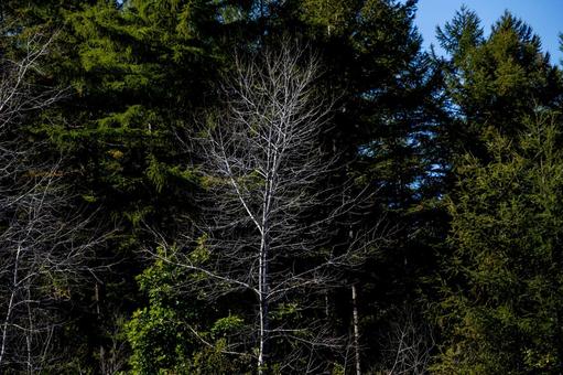 深い常緑樹を背に光を浴びる冬を迎える樹木 枯れ木,樹林,森林の写真素材