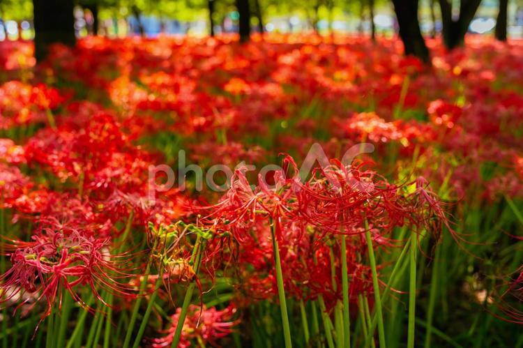 秩父巾着田に咲く曼珠沙華の花 日本,埼玉,秩父の写真素材
