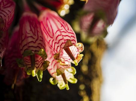 光に透けるピンクの筒花 花,ピンク,筒状の写真素材
