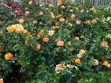 オレンジ色の薔薇 薔薇,オレンジ色のバラ,植物の写真素材