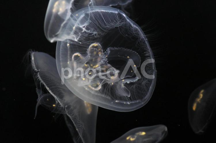 水母の怪しい輝き 水母,水族館,生き物の写真素材