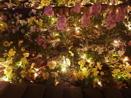 ライトアップ花壇２ 冬,イルミネーション,ライトアップの写真素材