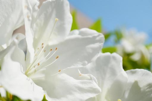 Azalea close-up, JPG Azalea close-up, JPG