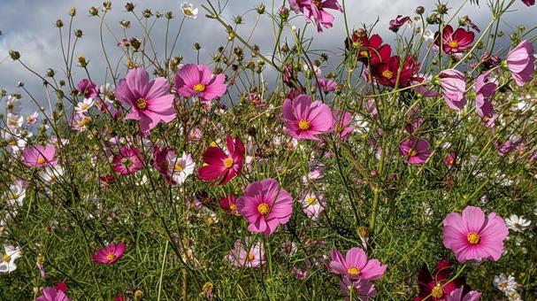 秋桜 秋桜 コスモス,花,コスモス畑の写真素材