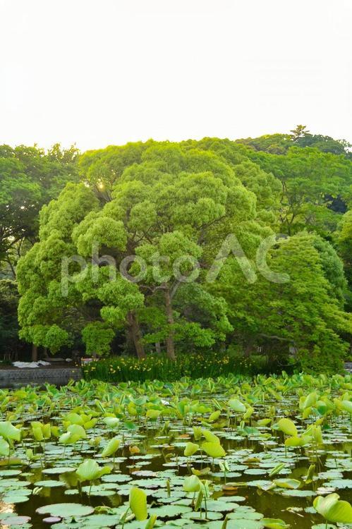 睡蓮が咲く池と大樹 池,大樹,森の写真素材