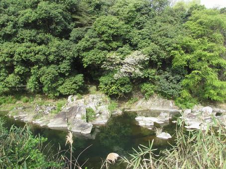新緑の水面 新緑の水面の写真