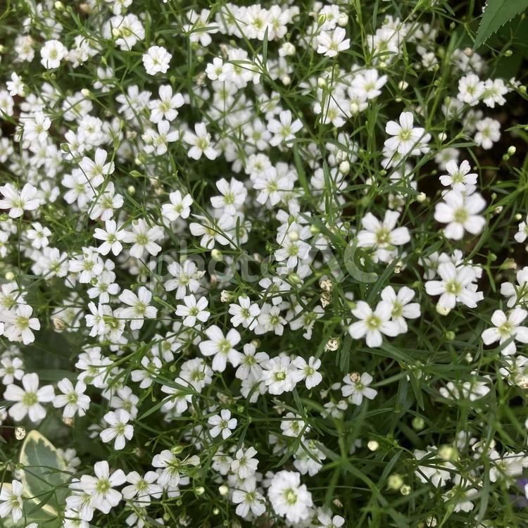 かわいい花 白い花,春の花,かわいい花の写真素材