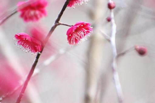 梅の花 梅の花の写真