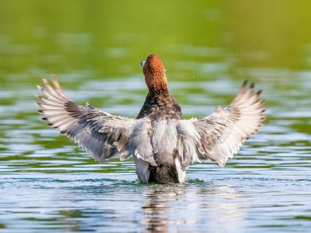 池で羽ばたくホシハジロ・カモ・鴨 ホシハジロ,鴨,野鳥の写真素材