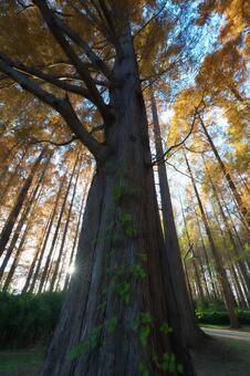 メタセコイアの紅葉 メタセコイア,巨木,秋の写真素材