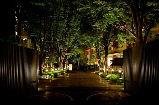 Photo, night, night view, light up, 
