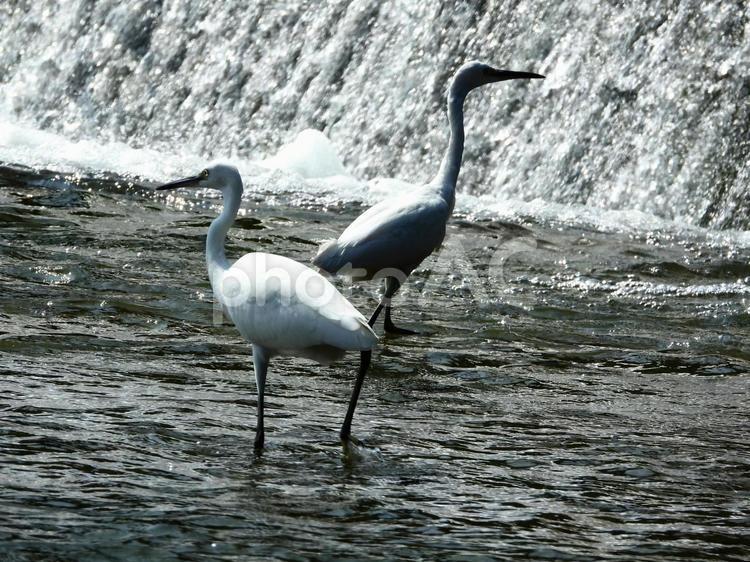 魚を追い回す2羽のコサギ 鳥,野鳥,コサギの写真素材