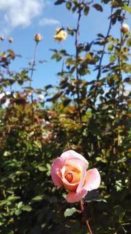 薔薇 薔薇の写真