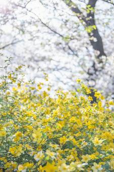 桜とヤマブキ 桜とヤマブキ 桜,ヤマブキ,春の写真素材