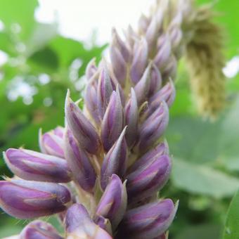 クズ（葛）の写真