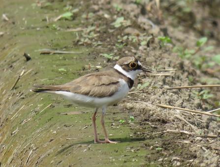 A little ringed plover on a footpath, JPG A little ringed plover on a footpath, JPG