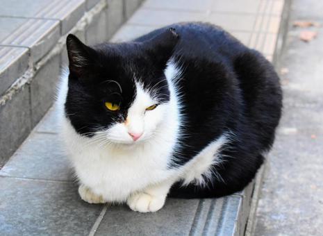 野良猫に迫って。 猫,野良猫,野良の写真素材
